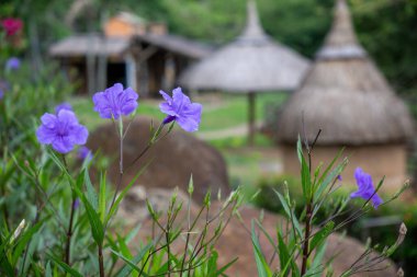 Mor kır çiçekleri rüzgarda sallanıyor bahçede bulanık arka planda. Yumuşak odaklı tropikal manzaralı vahşi Meksika petunya çiçekleri. - Evet. Yüksek kalite fotoğraf