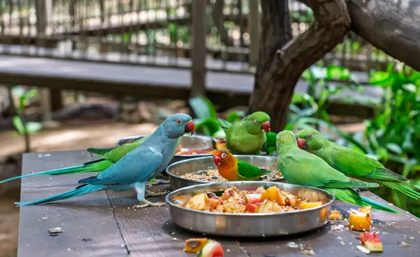 Havacıda renkli papağanlar besleniyor. Egzotik kuşlar birlikte kahvaltı yapıyor. Sığınak 'ta yemek yiyor. Yüksek kalite fotoğraf