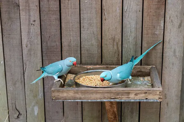 Mavi boyunlu muhabbet kuşları ahşap besleyicide birlikte besleniyor. Kırsal ahşap beslenme kutusunda egzotik mavi muhabbet kuşları. Yüksek kalite fotoğraf
