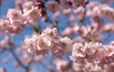 Çiçek dalları sakura bahar çiçekleri ürün veya metin yerleştirme için arka planda bulanık çiçeklerle açarlar. Yüksek kalite fotoğraf