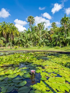 Çiçek açan nilüfer çiçekleri ve palmiye bahçeli tropikal su zambağı. Serene botanik bahçesi. Lush Tropikal Palmiye Ormanıyla çevrili nilüfer göleti. Yüksek kalite fotoğraf
