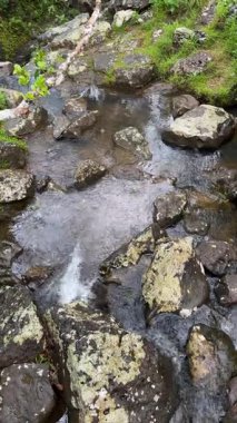 Doğadaki Yosunlu Kayaların ve Kayaların Üzerinden Akan Dağ Akıntısı. Huzur Ormanı Deresi: Lichen Kaplı Taşların Üzerinde Dalgalanan Su. Huzurlu Dereler Manzarası: Yabanda Taşların Etrafından Akıp Giden Su