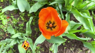 Detaylı Stamen Manzaralı Canlı Turuncu Lale. Yakın plan: Açık Yapraklı Turuncu Lale Çiçeği, üst manzara. Yüksek kalite 4k görüntü