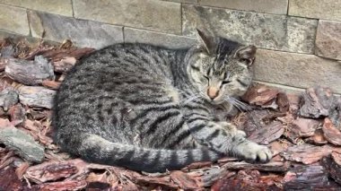 Peaceful Tabby Cat Bark Mulch.de Kestiriyor. Şirin Çizgili Evcil Kedi, Taş Duvarın yanındaki Bahçe Ahşabı Cipsleri 'ne kıvrılmış. Yüksek kalite 4k görüntü