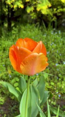 Bulanık Yeşil Arkaplan 'a karşı Dewdrops' lı Vibrant Orange Lale 'nin dikey çekimleri. Yüksek kalite 4k görüntü