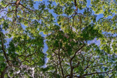 Uzun ağaç tepe örtüsünden süzülen güneş ışığı: Mavi gökyüzüne karşı yeşil yapraklar. Aşağıdan orman tepe örtüsü: Yeşil yapraklar ve ağaç gövdelerinin yukarı perspektifi. Yüksek kalite fotoğraf
