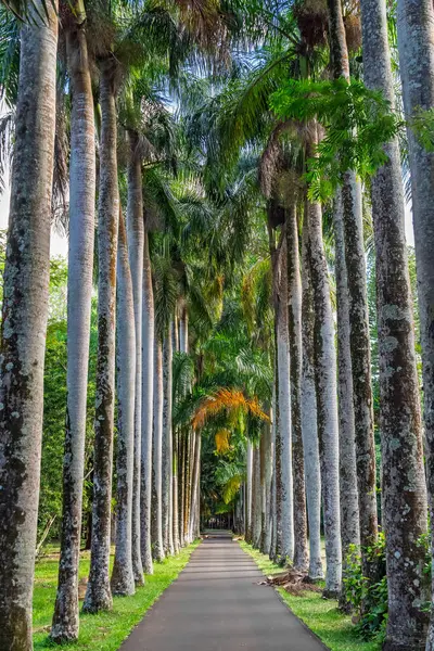 Tropik botanik bahçesindeki görkemli palmiye ağacı sokağı. Royal Palm Bulvarı 'nda manzaralı bir yol. Kamu parkındaki görkemli palmiye ağaçları koridoru. Yüksek kalite fotoğraf