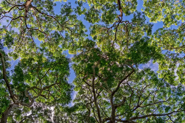 Uzun ağaç tepe örtüsünden süzülen güneş ışığı: Mavi gökyüzüne karşı yeşil yapraklar. Aşağıdan orman tepe örtüsü: Yeşil yapraklar ve ağaç gövdelerinin yukarı perspektifi. Yüksek kalite fotoğraf