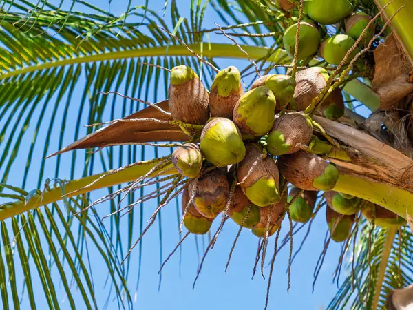 Bereketli Hindistan cevizi palmiyesi: Mavi gökyüzüne karşı yeşil ve kahverengi meyveler kümesi. Tropik ödül: Olgunlaşan hindistan cevizleri palmiye ağacından sarkan, güneşli gün. Yüksek kalite fotoğraf