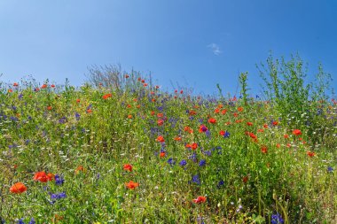 Yamaçta canlı bir yaz çayırı, kırmızı gelincikler, mavi mısır çiçekleri ve beyaz papatyalar. Güneşli bir günde açık mavi gökyüzünün altında renkli bir kır çiçeği tarlasının güzel manzarası. Yüksek