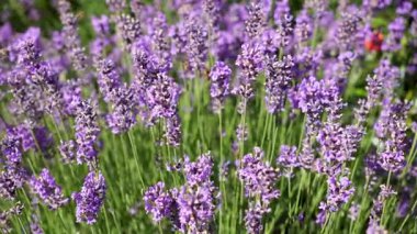 Yaz Güneşi. Doğal Çiçek Özgeçmişi. Full Bloom 'da Lavanta Çalıları. Sağlık ve Aromaterapi İçin Güzel Doğal Bir Sahne