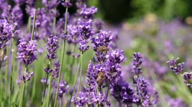 Güneşe batmış yaz çayırlarında tozlaşan uçan sineklerin yavaş çekim görüntüleri. Mor lavanta çiçeğinin üzerinde mor bir çiçek deniziyle çevrili bir dron sineğinin yakın çekimi.
