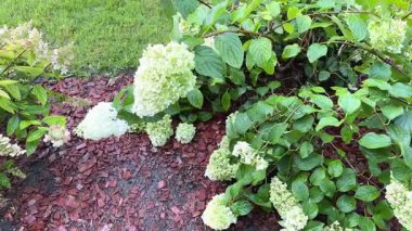 Çiçek açan yemyeşil ortanca çalılar sulanırken beyaz ve limon yeşili çiçeklerle panikliyor. Güzel ortanca çalılık arazide kırmızı odun parçacıkları ile panikliyor.