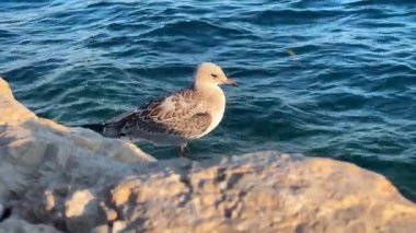 Huzurlu sahil manzarasında sakin deniz suyuna bakan kayalık deniz kuşları. Dalgalı mavi suyla okyanus kıyısındaki kayalıklarda dinlenen martı balığı. Huzurlu deniz manzarası yaratıyor..