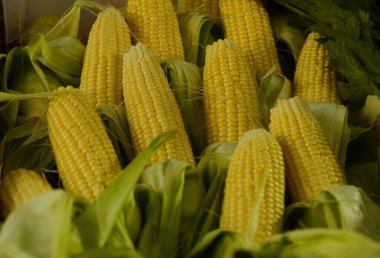 Taze mısır koçanları, yaklaşın. Bir kutu mısırın içinde kısmen koparılmış mısır kulağı. Çiftçi, çiftçi pazarında organik mısır satıyor. 