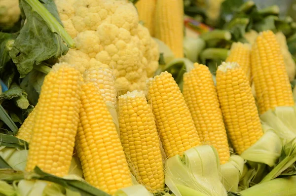 Fresh Corn Cobs Close Partially Shucked Ear Corn Bin Corn — Stock Photo, Image