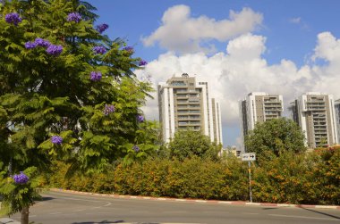 Beyaz gökdelenlerin yakınında çiçek açan bir jakaranda. Evin penceresi mor ve çiçekli güzel bir ağaca bakıyor. Çiçek açmış Jacaranda ağacı. İsrail veya Avustralya 'da bahar ve sonbahar İsrail Kasım 2022
