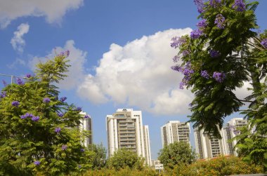 Beyaz gökdelenlerin yakınında çiçek açan bir jakaranda. Evin penceresi mor ve çiçekli güzel bir ağaca bakıyor. Çiçek açmış Jacaranda ağacı. İsrail veya Avustralya 'da bahar ve sonbahar İsrail Kasım 2022