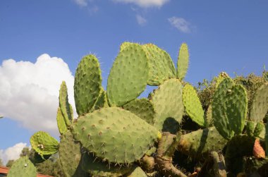 Dikenli armut kaktüsü kırmızı renkli meyvelerle kaplanır, kaktüs dikenleri. Hindistan inciri, kaktüs armudu (Opuntia ficus-indica, Opuntia ficus-barbarica) İsrail 'in bazı bölgelerinde baş belası olabilir.