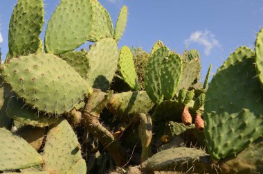 Dikenli armut kaktüsü kırmızı renkli meyvelerle kaplanır, kaktüs dikenleri. Hindistan inciri, kaktüs armudu (Opuntia ficus-indica, Opuntia ficus-barbarica) İsrail 'in bazı bölgelerinde baş belası olabilir.