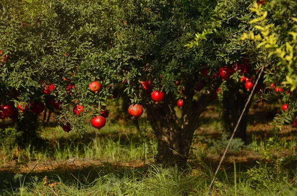 見事な熟した赤ザクロイスラエルの庭 木の上に大きく美しいザクロの実 イスラエルの秋 農業用キブツ 豊かな収穫 — ストック写真