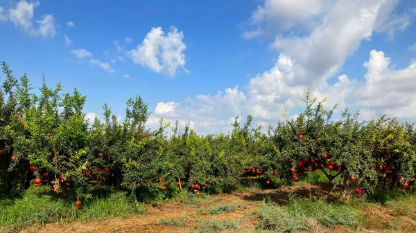 見事な熟した赤ザクロイスラエルの庭 木の上に大きく美しいザクロの実 イスラエルの秋 農業用キブツ 豊かな収穫 — ストック写真
