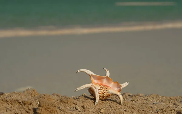 Seashell Background Dead Sea Resorts Concept Travel Israel Wellness Vacation — Stock Photo, Image