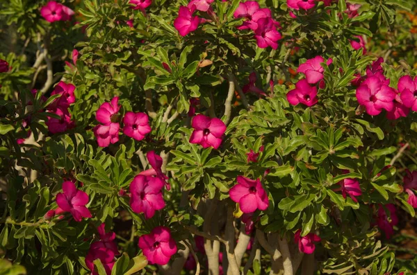 Adenium花ピンク 開花中の木 — ストック写真