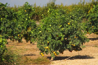 Portakal ağaçları olan meyve bahçeleri, portakal tarlaları. Dalların üzerinde olgun meyveler. Çiftlikte zengin hasat