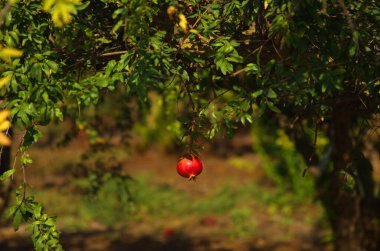 Büyük olgun narlar bir dala asılı. Ağaçta bir sürü meyve var. Sonbahar hasadı. Lezzetli meyve suyu için nar. Mesaj için yer var. Bahçedeki ağaçta kruvasan meyvesi. Tarlalar ya da nar serpintileri