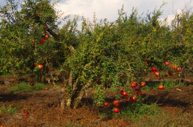 Büyük olgun narlar bir dala asılı. Ağaçta bir sürü meyve var. Sonbahar hasadı. Lezzetli meyve suyu için nar. Mesaj için yer var. Bahçedeki ağaçta kruvasan meyvesi. Tarlalar ya da nar serpintileri