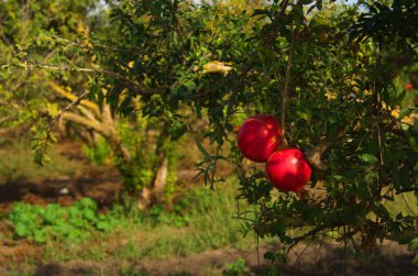 Büyük olgun narlar bir dala asılı. Ağaçta bir sürü meyve var. Sonbahar hasadı. Lezzetli meyve suyu için nar. Mesaj için yer var. Bahçedeki ağaçta kruvasan meyvesi. Tarlalar ya da nar serpintileri
