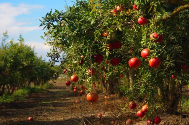 Nar ağaçlı bir bahçe. Zengin hasat, büyük meyve, olgun nar. İsrail 'deki Kibbutz Moshav. Güzel alçak ağaçlı çiftlikler. Bir dalın üzerinde olgunlaşmış nar. Meyve suyuna dönüşmeye hazır..