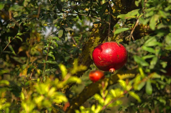 Stora Mogna Granatäpplen Hänger Gren Massor Frukt Trädet Höstskörd Granatäpplen — Stockfoto