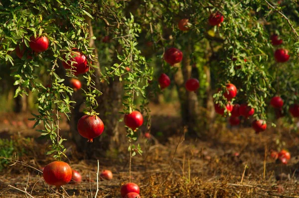 Nagy Érett Gránátalma Lóg Ágon Sok Gyümölcs Van Fán Őszi — Stock Fotó