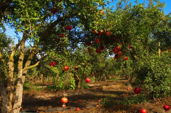 Duże Dojrzałe Granaty Wiszą Gałęzi Dużo Owoców Drzewie Jesienne Zbiory — Zdjęcie stockowe