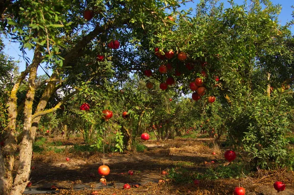 Grote Rijpe Granaatappels Hangen Aan Een Tak Veel Fruit Aan — Stockfoto