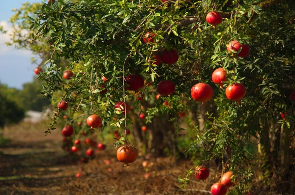 stock image Large ripe pomegranates hang on a branch. Lots of fruits on the tree. Autumn harvest. Pomegranates for delicious juice. Space for text. Croissant fruit on a tree in the garden. Plantations orhard of pomegran