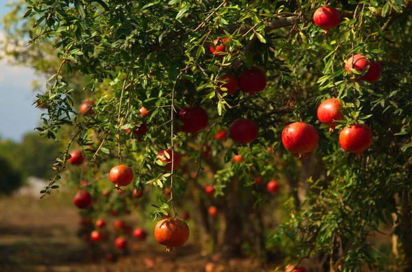 Grandes Romãs Maduras Penduram Ramo Muita Fruta Árvore Colheita Outono — Fotografia de Stock