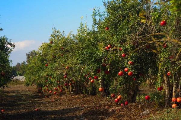 有石榴树的园圃 收获丰硕 果实丰硕 石榴成熟 以色列的Kibbutz Moshav 有美丽的低矮树的种植园 成熟的红石榴在枝头上 随时可以变成果汁 — 图库照片