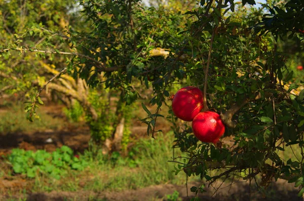 大而成熟的石榴挂在树枝上 树上有很多水果 秋天的收获 石榴味的果汁 文字空间 在花园里的树上吃着番石榴果 石榴种植园或石榴种植园 — 图库照片