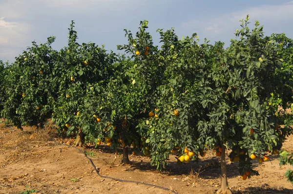 Orchard with orange trees, orange plantations. Ripe fruits on branches. Rich harvest on the farm