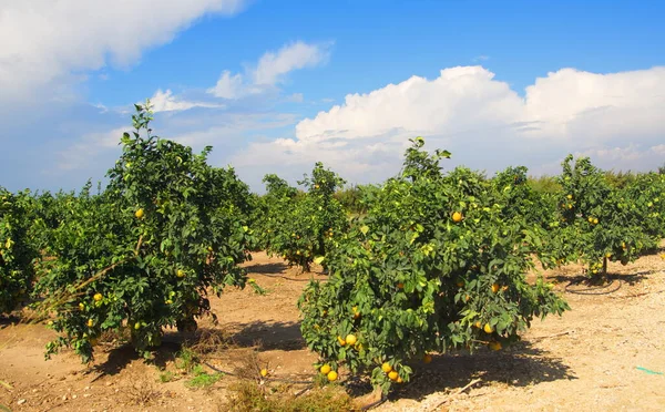 Obstgarten Mit Orangenbäumen Orangenplantagen Reife Früchte Zweigen Reiche Ernte Auf — Stockfoto