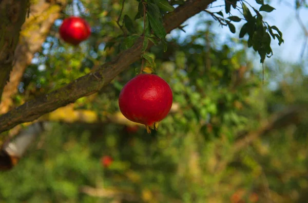 Large Ripe Pomegranates Hang Branch Lots Fruits Tree Autumn Harvest — Stock Photo, Image
