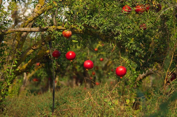 大きな熟したザクロは枝にぶら下がっています 木の上にたくさんの果物がある 秋の収穫 おいしいジュースのためのザクロ テキスト用のスペース 庭の木の上のクロワッサンの実 ポメガンの植物 — ストック写真