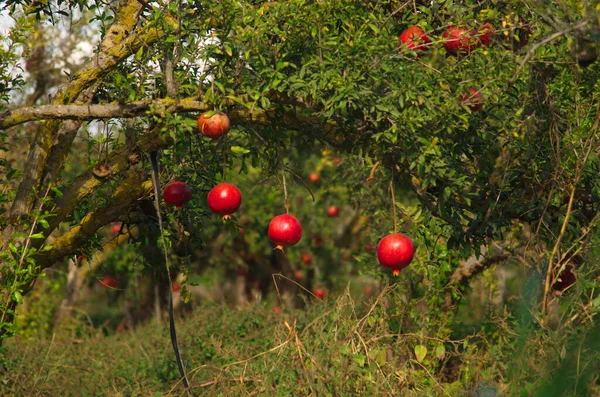 大きな熟したザクロは枝にぶら下がっています 木の上にたくさんの果物がある 秋の収穫 おいしいジュースのためのザクロ テキスト用のスペース 庭の木の上のクロワッサンの実 ポメガンの植物 — ストック写真