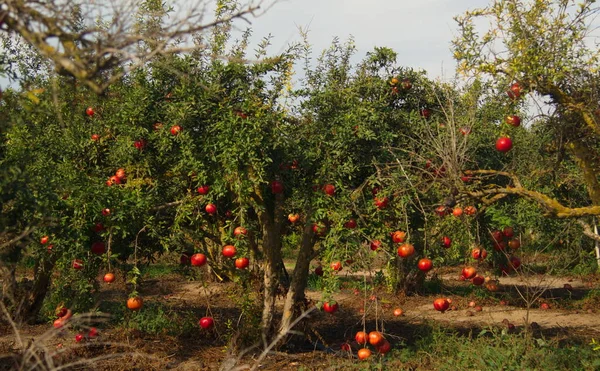 Κήπος Ροδιές Πλούσια Συγκομιδή Μεγάλα Φρούτα Ώριμα Ρόδια Kibbutz Moshav — Φωτογραφία Αρχείου