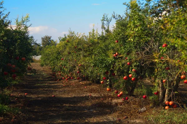Garden with pomegranate trees. Rich harvest, large fruits, ripe pomegranates. Kibbutz moshav in Israel. Plantations with beautiful low trees. Red ripe pomegranates on a branch - ready to turn into juice.