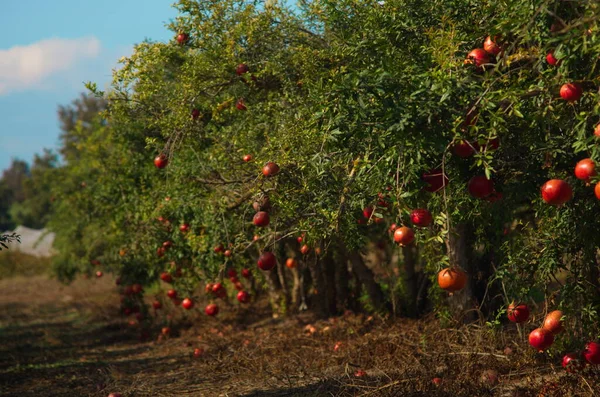 Ogród Drzewami Granatowymi Bogate Zbiory Duże Owoce Dojrzałe Granaty Kibuc — Zdjęcie stockowe