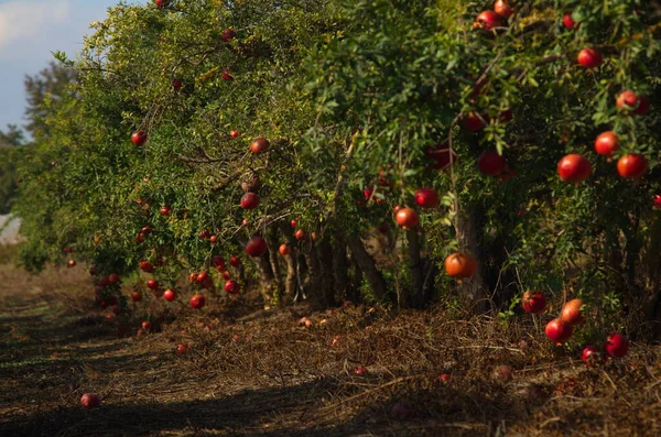 Kert Gránátalmafákkal Gazdag Termés Nagy Gyümölcsök Érett Gránátalma Kibbutz Moshav — Stock Fotó